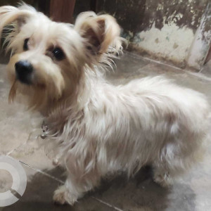 Missing: White-Brown Mix Female Yorkie Dog from Near bus Stand,  Banur