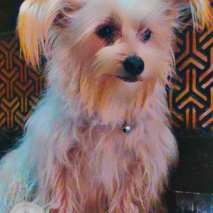 Missing: White-Brown Mix Female Yorkie Dog from Near bus Stand,  Banur-2