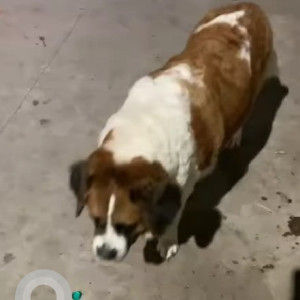 Missing: White-Brown Mix Female Saint Bernard Dog from MS Maktha, Khairthabad-2