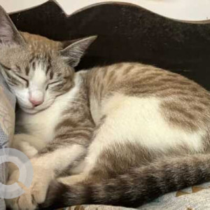 Missing: White and Grey Female Indie Cat from Agarwada Pernem Goa-2