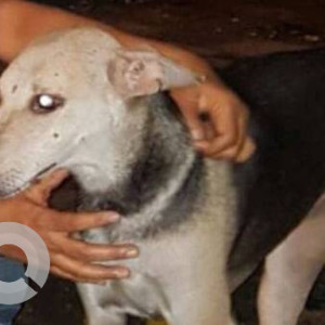 Missing: Black and Brown Female Indie Dog from Puis international school, mulund-2