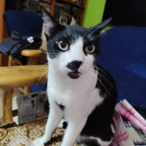 Missing: Black and White Male Calico Cat from Prakash citadel, Muninagappa layout