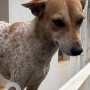 A White-Brown Mix Indie Dog Missing from Yelahanka New Town, Bengaluru