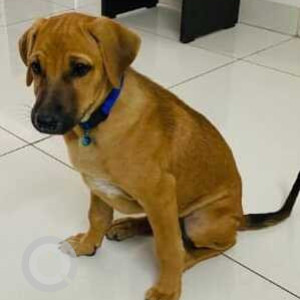 Missing: Brown Male Indie Dog from My Home Mangala, Kondapur-3