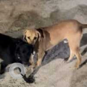 Missing: Brown Male Indie Dog from My Home Mangala, Kondapur-2