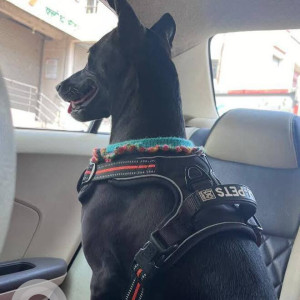 A Black Indie Dog Missing from Donje Phata, Khanapur-2