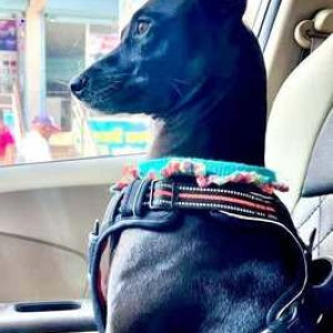 A Black Indie Dog Missing from Donje Phata, Khanapur