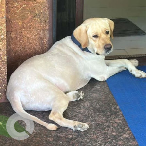 A White Labrador Dog Missing from Vidyadhar Nagar, Jaipur