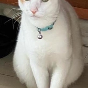 Missing: White Male Indie Cat from AL block, Annanagar west