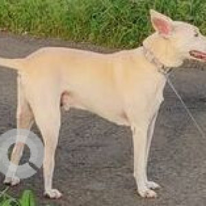 Missing: White Male Indie Dog from Paithona, Salvador de Mundo, Sucorro-2
