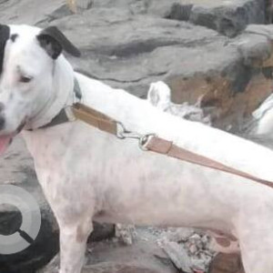 Missing: White Male Indie Dog from JB Nagar, Chakala Metro, Andheri East-3