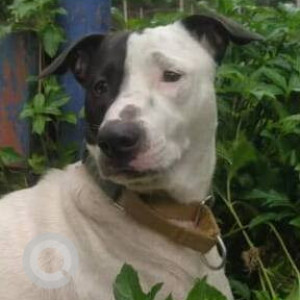 Missing: White Male Indie Dog from JB Nagar, Chakala Metro, Andheri East-2