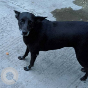 A Black Indie Dog Missing from Ward 104 Kondapur, Hyderabad