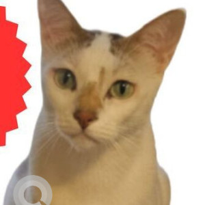 Missing: White-Brown Mix Male Indie Cat from Horizon View Versova, Near Nana Nani Park-2