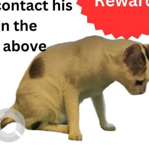 Missing: White-Brown Mix Male Indie Cat from Horizon View Versova, Near Nana Nani Park-3