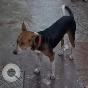 Missing: Black and Brown Female Indie Dog from Lakshmi Nager, Porur