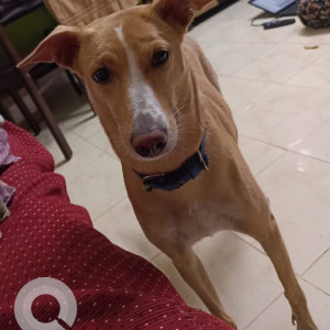 Missing: Brown Male Indie Dog from Purasaiwalkam, Kosapet