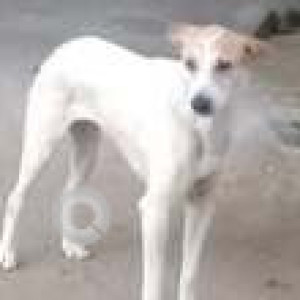 Missing: White-Brown Mix Female Indie Dog from Brahmins Kitchen, A-block, sahakarnagar-2