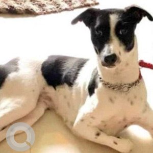 Missing: Black and White Female Indie Dog from Samshan Bhumi, Wakad
