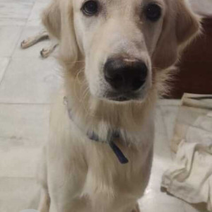 Missing: White Male Golden Retriever Dog from DSK Chowk