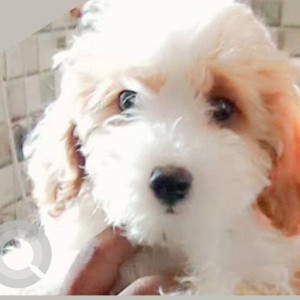 A White Poddle Dog Missing from Mohali