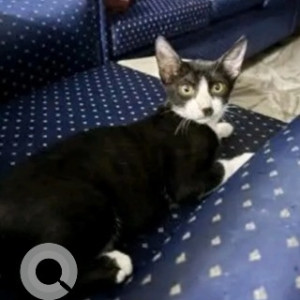 A Black and White Indie Cat Missing from Saket Enclave, Prince Anwar Shah Road, opposite Marlin Residency