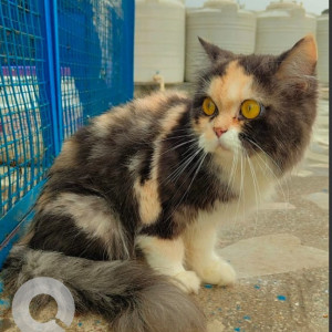 A Black and Brown Persian Cat Missing from Arya Nagar Gali no 1, Loni, Ghaziabad-2