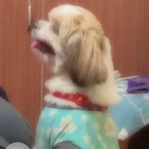 A White-Brown Mix Shihtzu Dog Missing from RPC Layout, Bengaluru-2