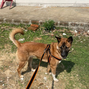 Missing: Brown Male German Shepherd & Belgian Malinois Mix Dog from Hailakandi City-2