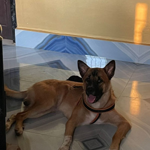 Missing: Brown Male German Shepherd & Belgian Malinois Mix Dog from Hailakandi City