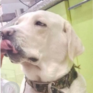 A Golden Labrador Dog Missing from SGACC, Rajouri Garden