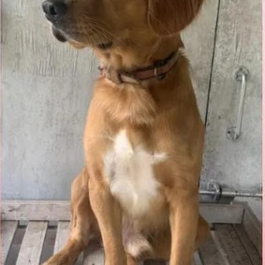 Golden Retriever is missing from Ganpati enclave ,intermediate ring road ,near embassy golf link-2