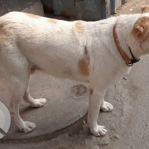 Missing: White-Brown Mix Male Indie Dog from Mukhram Park Extension , Tilak Nagar-2