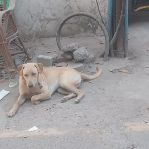 Missing: White Male Indie Dog from Pride Panorama society (end of Vijay sales lane S B Road )