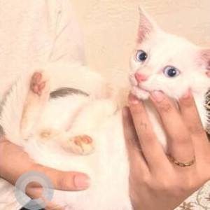 Missing: White Male Indie Cat from KR Puram and Kadugodi Tree Park Metro Station-2