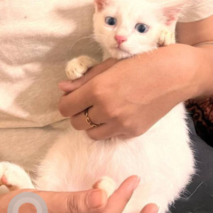 Missing: White Male Indie Cat from KR Puram and Kadugodi Tree Park Metro Station-3