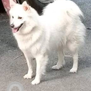 Missing: White Female Pomeranian Dog from Maruthi Nagar, Yelahanka