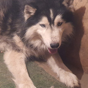 Black and White Female Husky Dog is Missing from Sirutar