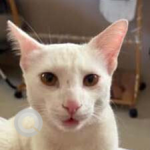 Missing: White Male Indie Cat from 26th Main in HSR Layout-2