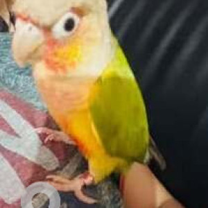 Missing: Green Male Sun Conure Parrot Bird from Vgs layout, Eijipura, Pushpa enclave vsg layout-2