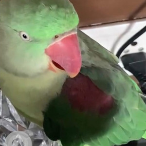 Missing: Green Male Pahadi Parrot from Windsor Avenue Wanowrie