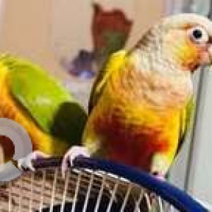 Missing: Green Male Sun Conure Parrot Bird from Vgs layout, Eijipura, Pushpa enclave vsg layout-3