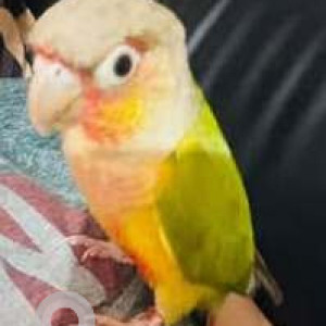 Missing: Green Male Sun Conure Parrot Bird from Vgs layout, Eijipura, Pushpa enclave vsg layout