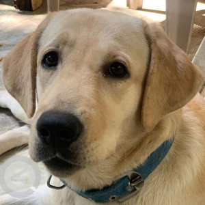 Missing: White Female Labrador Dog from Mitramandal Colony