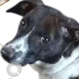 Missing: White-Brown Mix Female Indie Dog from Vishal Mega Mart, Panjim-2
