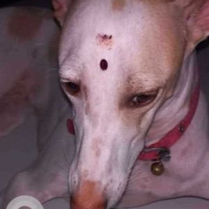 White Female Rajapalayam whippet cross breed Dog is Missing from Madurai MM Nagar 12th Street Ponmeni-2