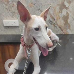 White Female Rajapalayam whippet cross breed Dog is Missing from Madurai MM Nagar 12th Street Ponmeni