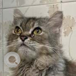 Missing: White and Grey Female Persian Cat from Dombivali west-3