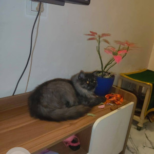 Missing: Grey Male Indie Cat from Khesepark lohegaon survey no. 253 lane no. 2-2