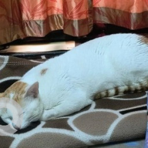 A White-Brown Mix Indie Cat Missing from Halasuru, Bengaluru-5